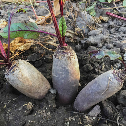 A cluster of slender, dark red Cylindra beet roots with green leafy tops growing in brown soil.