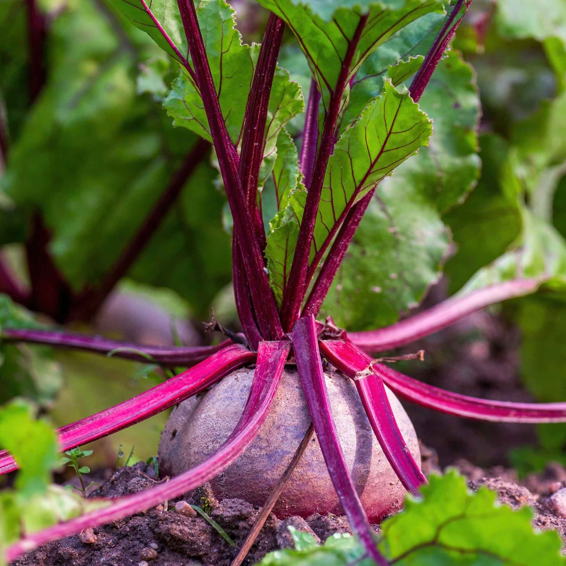 A vibrant, detroit dark red beet with some dirt clinging to its skin, sitting on top of a dark, rich soil.