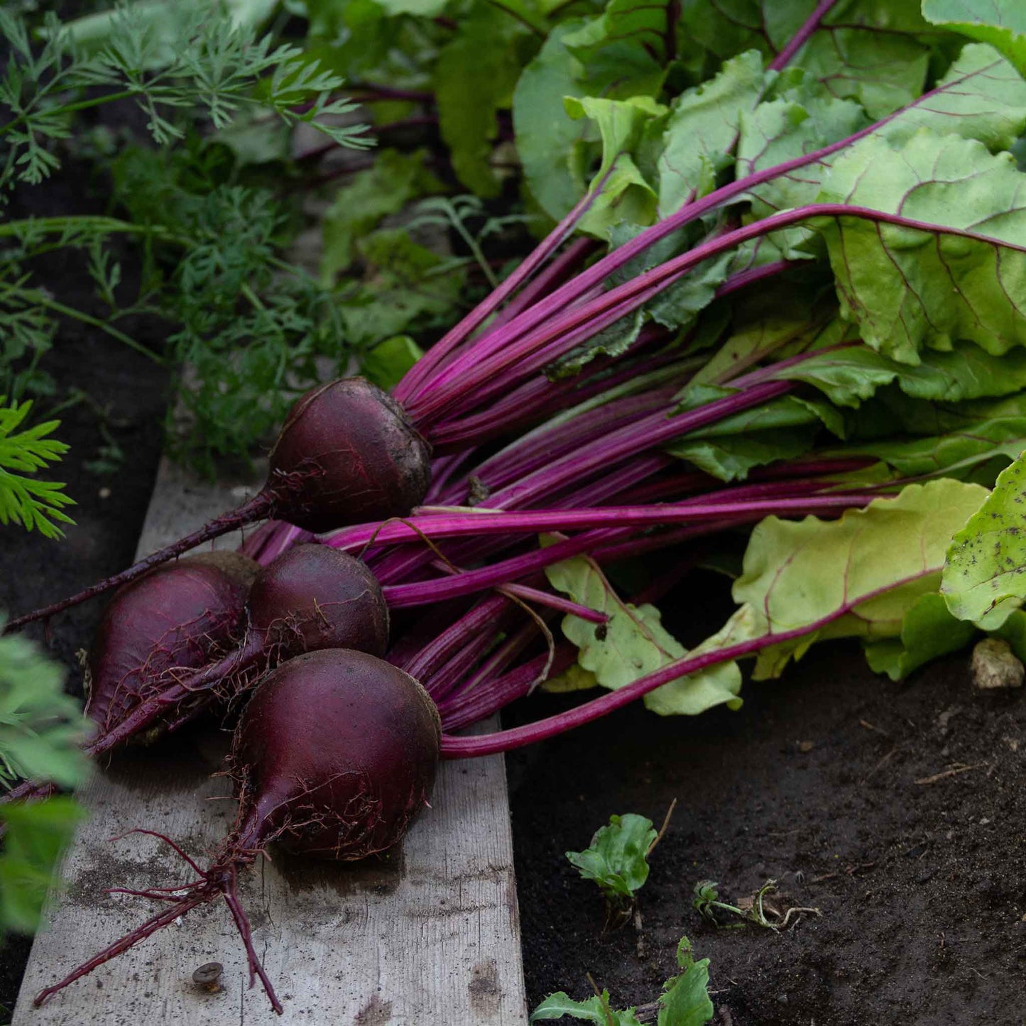 A close-up view of detroit dark red beets with their green leafy tops visible, against a light background.