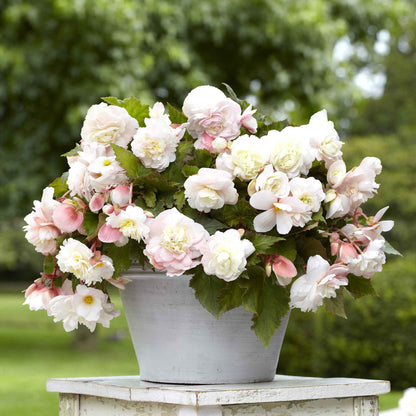 A vibrant pink begonia flower in a pot with delicate petals and a soft, blurred background.
