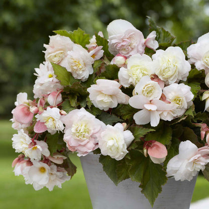 A close-up of a vibrant pink begonia flower with delicate petals and a soft, blurred background.