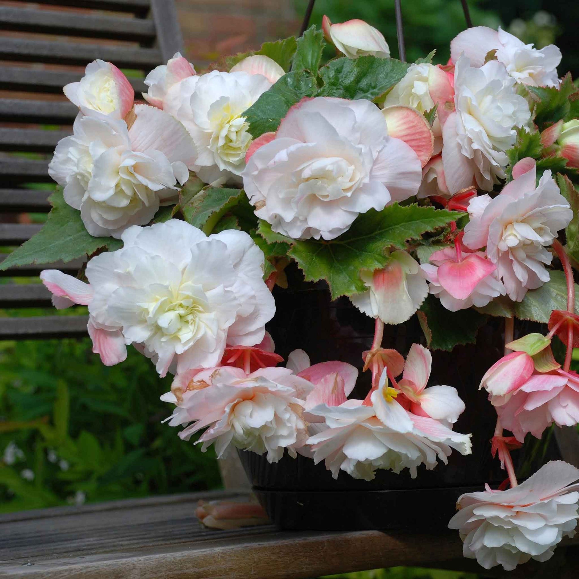 A white begonia flower bunch with green leaves, seen from above.