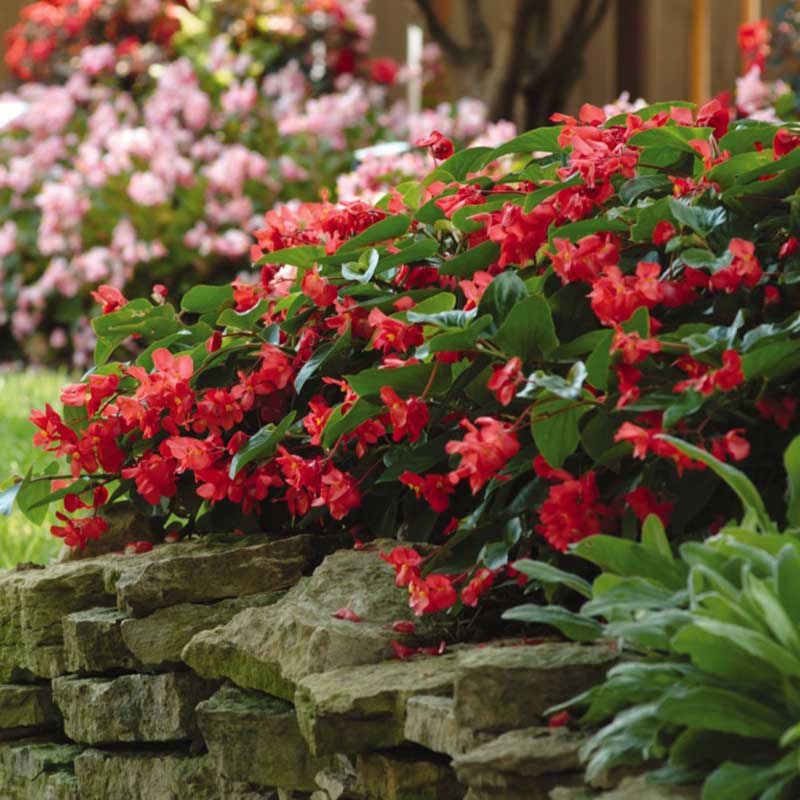 A vibrant red dragon wing begonia flower with green leaves, sitting in a garden