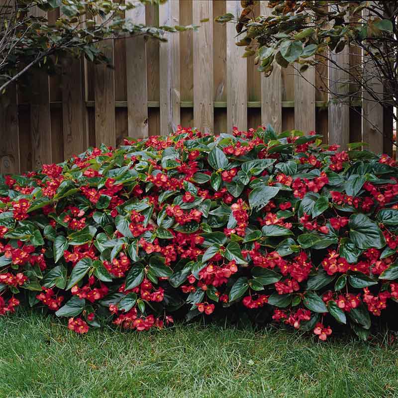 A vibrant red dragon wing begonia flower with green leaves, sitting in a garden