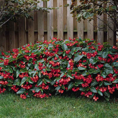 A vibrant red dragon wing begonia flower with green leaves, sitting in a garden