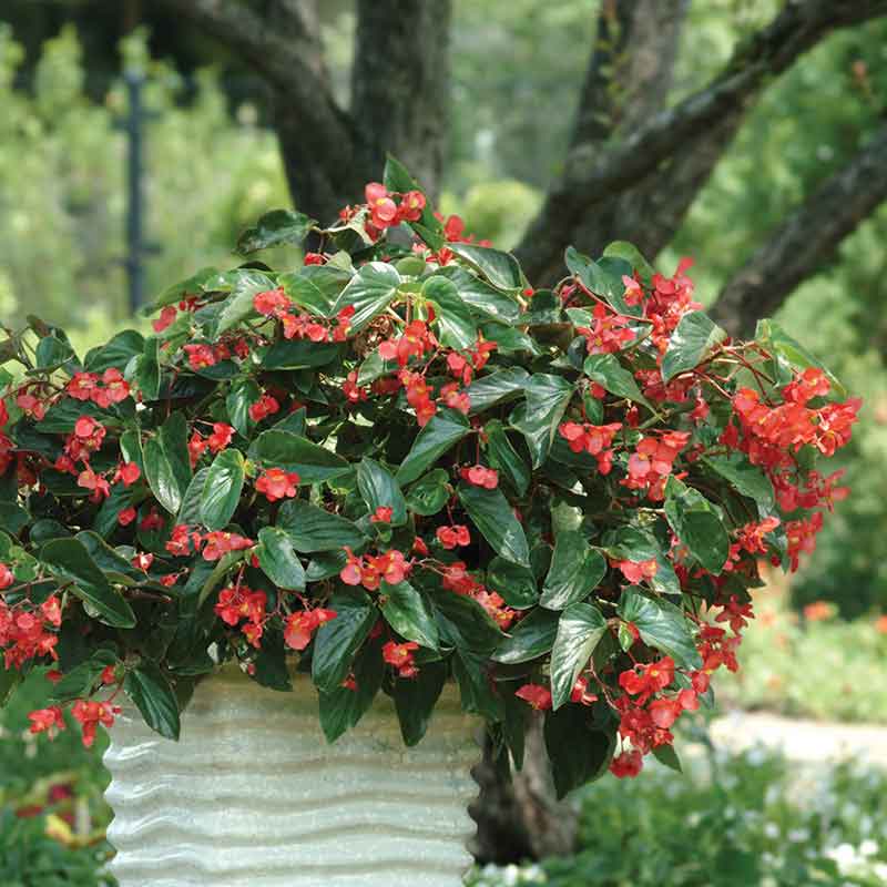 A vibrant red dragon wing begonia flower with green leaves, sitting in a garden