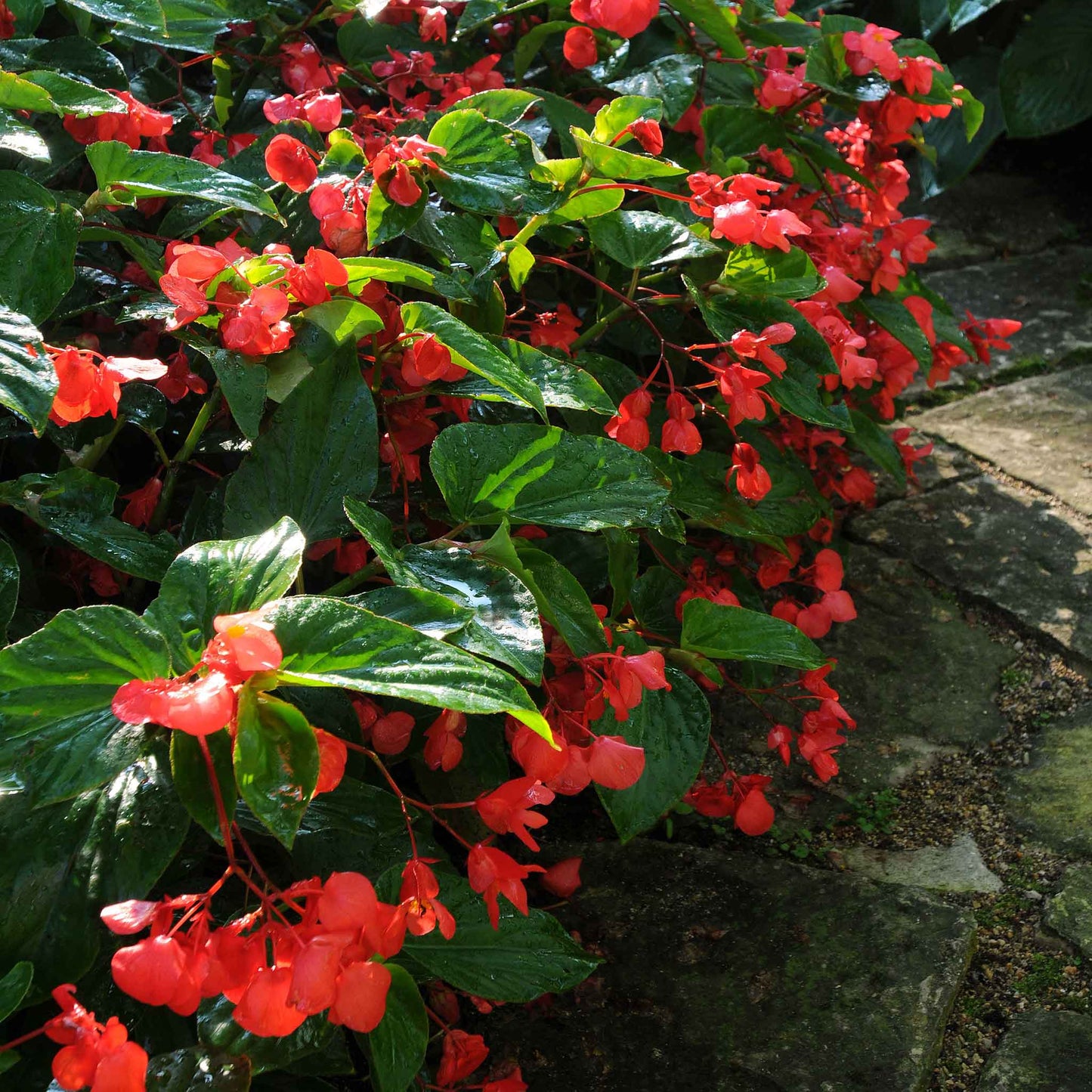 A close up of red dragon wing begonia flower with green leaves, showcasing its delicate petals.