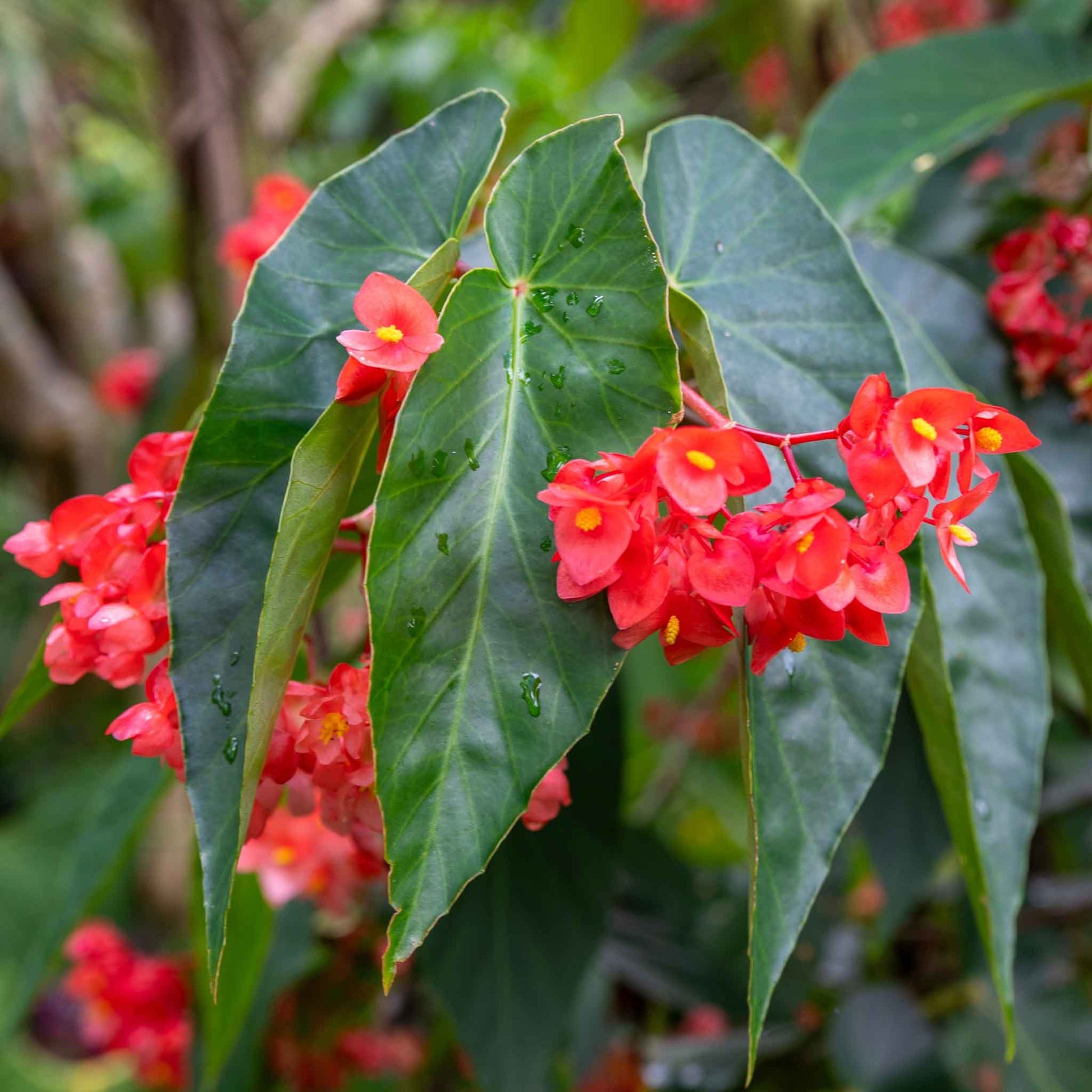 A close up of red dragon wing begonia flower with green leaves, showcasing its delicate petals.