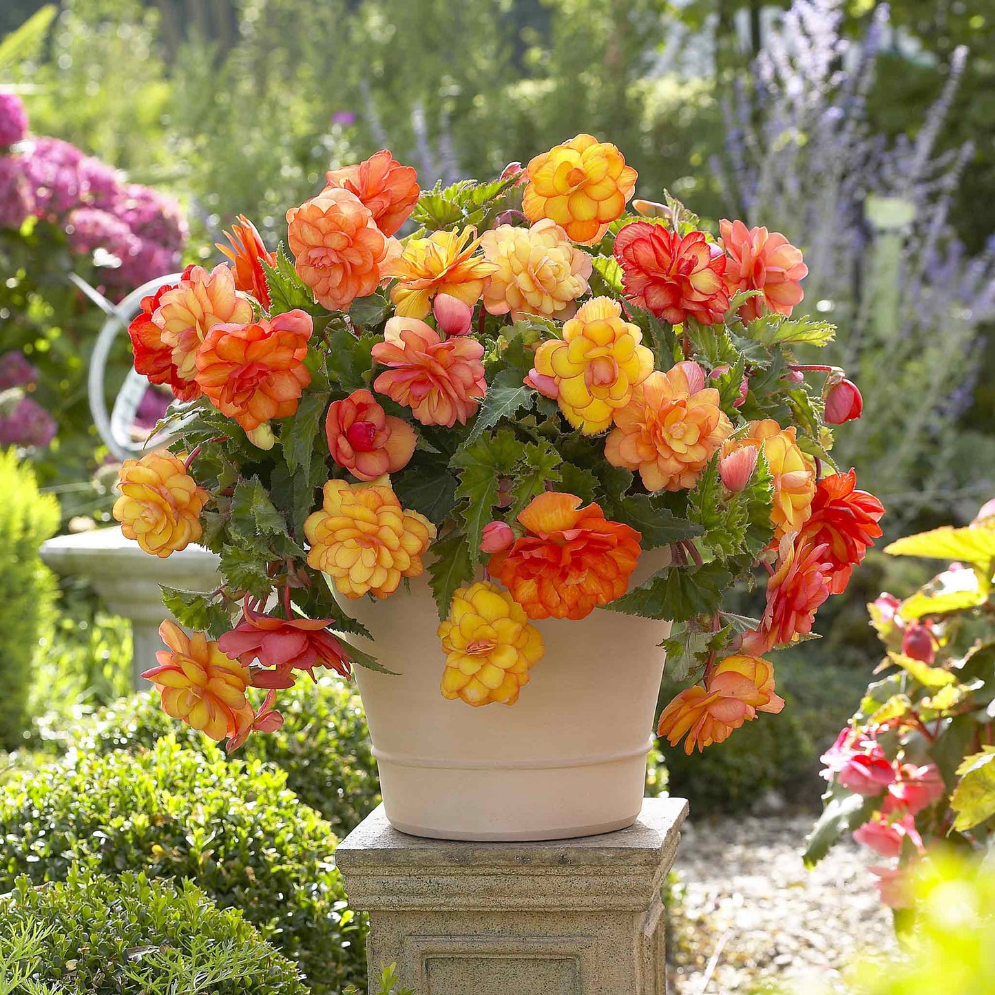 A vibrant Golden Balcony begonia flower with green leaves, blooming in a pot, photographed from a close-up angle.