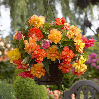 Golden Balcony begonia flowers bloom in clusters on a plant with green leaves, filling the frame.