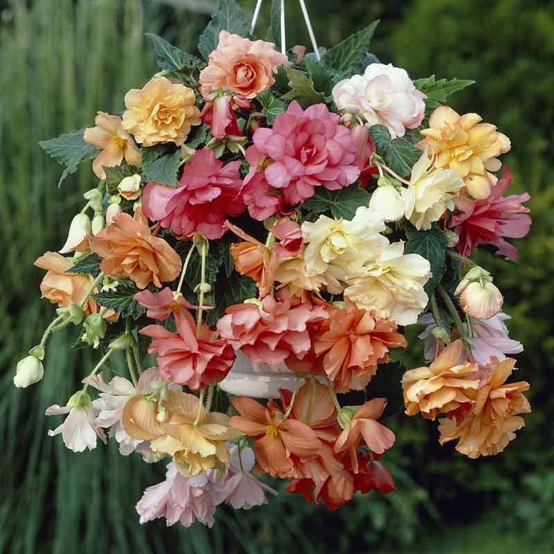 A begonia plant with pink, white and orange flowers in a hanging basket.