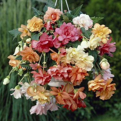 A begonia plant with pink, white and orange flowers in a hanging basket.