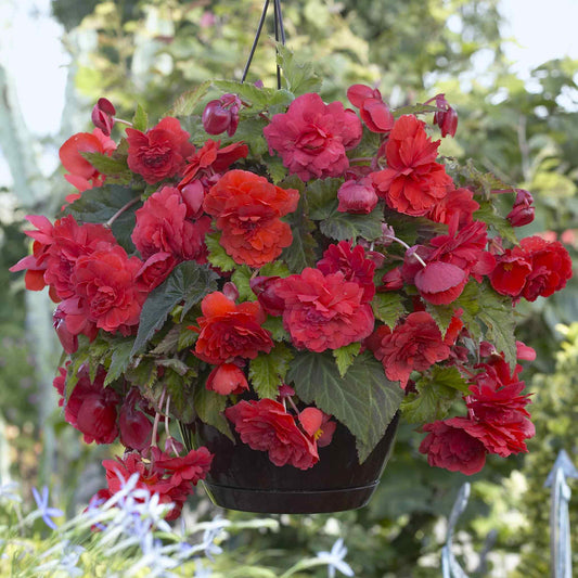 Odorata Red Glory Begonia flowers with lush green foliage, showcasing vibrant petals and intricate details.