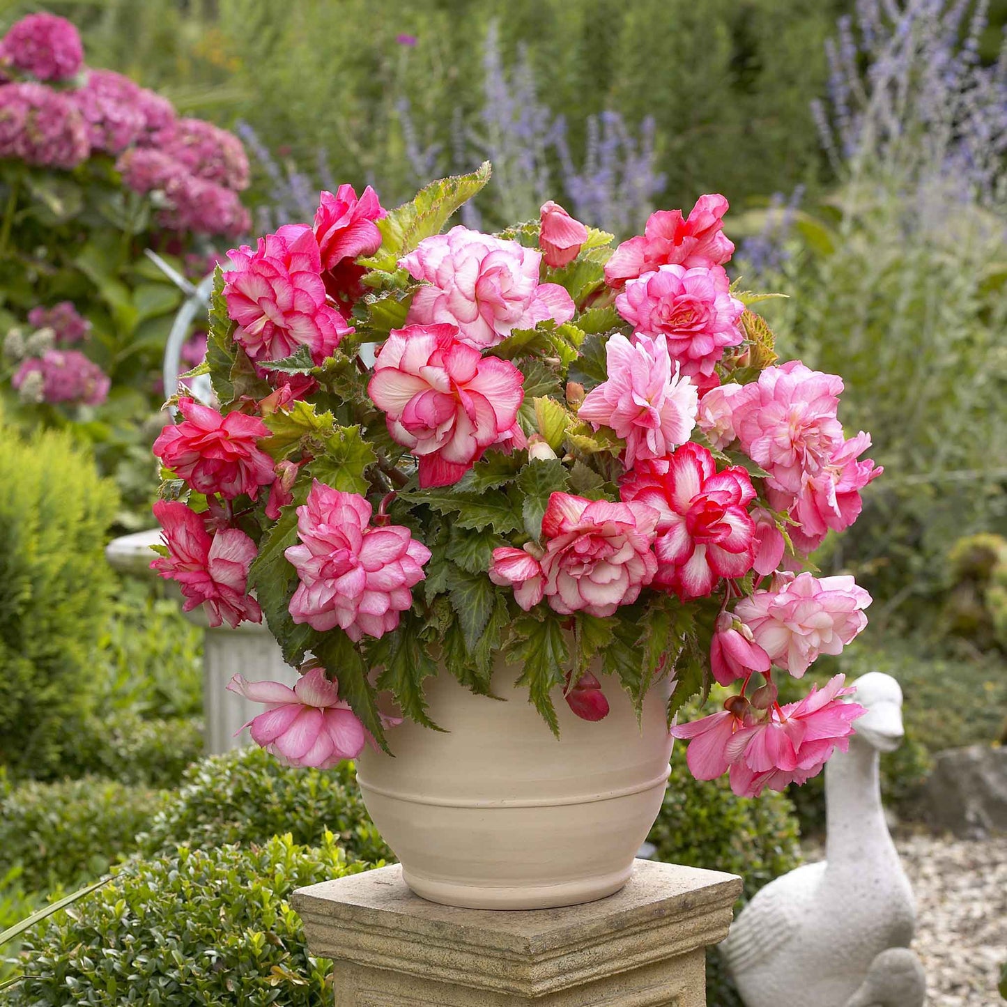 Pink Begonia Tuber flowers in full bloom in a pot.