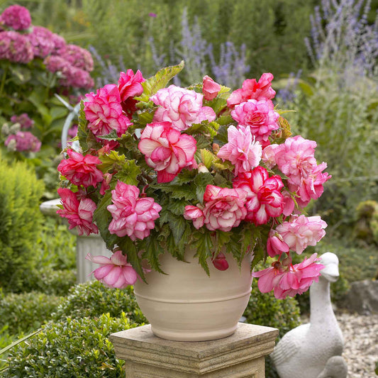 Pink Begonia Tuber flowers in full bloom in a pot.