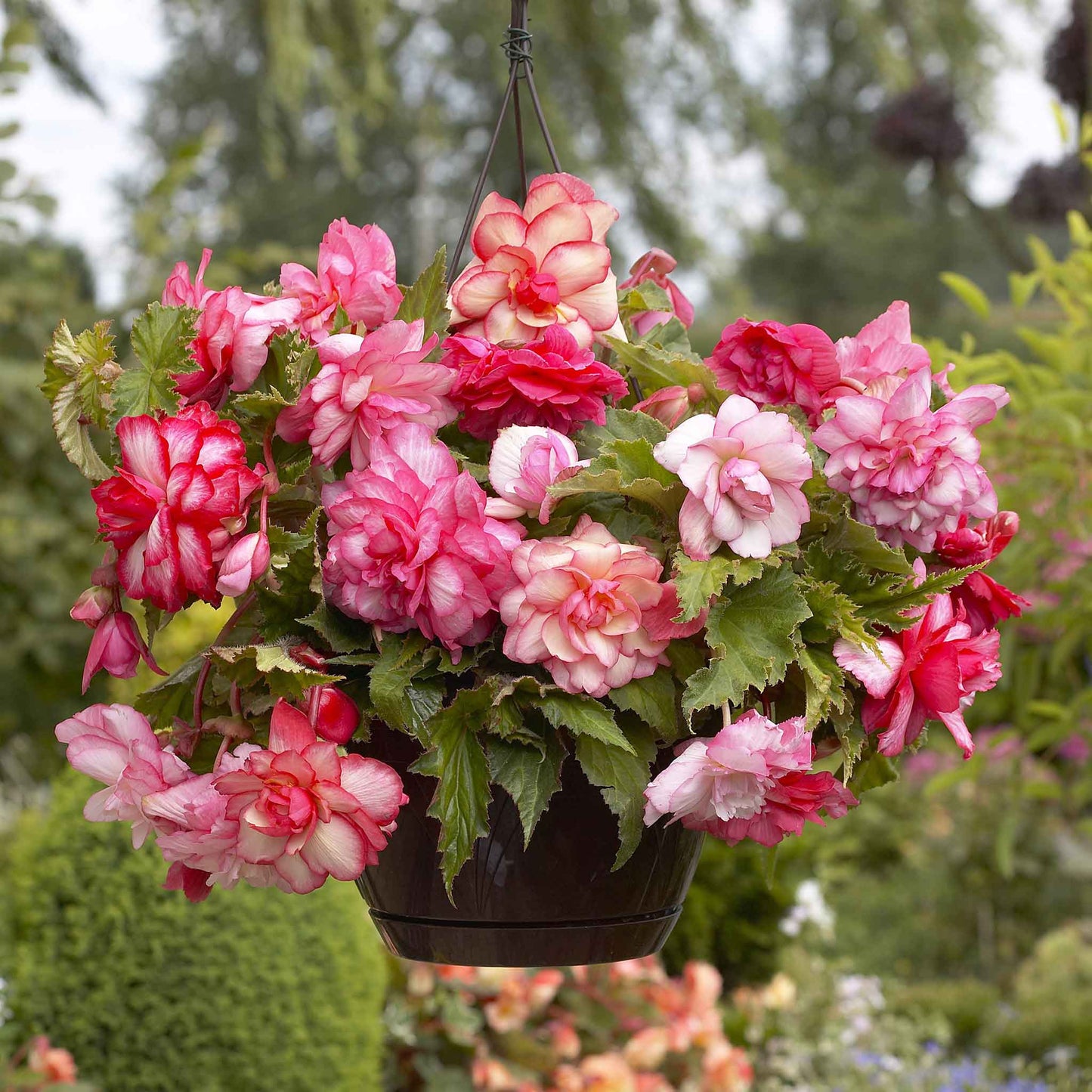 A close-up of vibrant pink balcony begonia flowers with lush green leaves.