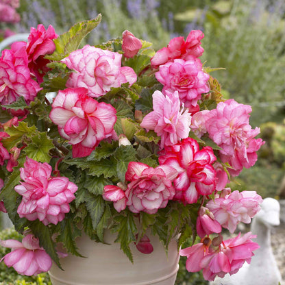 A close-up of vibrant pink balcony begonia flowers with lush green leaves.