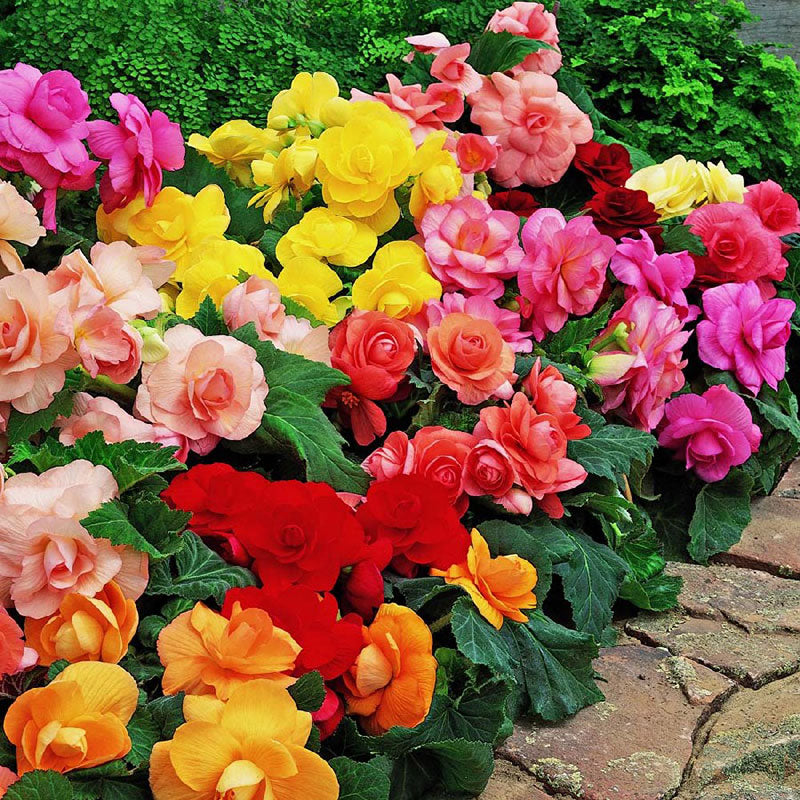 A vibrant close-up of a multi colored roseform begonia tuber with lush green leaves.
