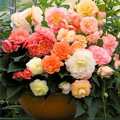 Pink, orange, and yellow roseform pastel mix begonia blooms with lush green leaves in a garden.