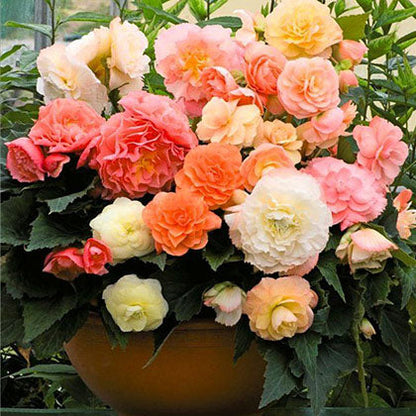 Pink, orange, and yellow roseform pastel mix begonia blooms with lush green leaves in a garden.