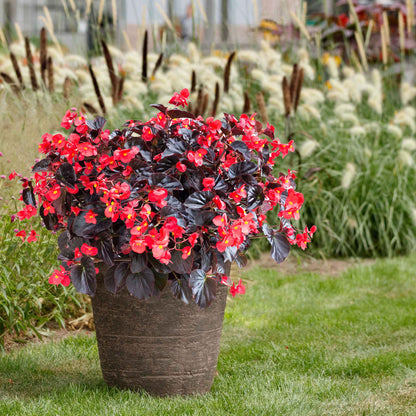 A vibrant begonia viking red on chocolate flower with lush green foliage, in a garden setting