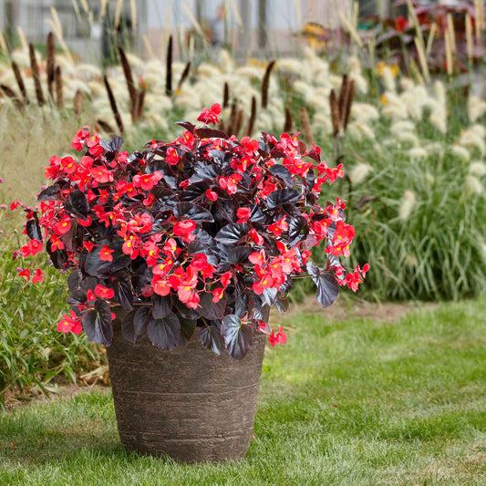 A vibrant begonia viking red on chocolate flower with lush green foliage, in a garden setting