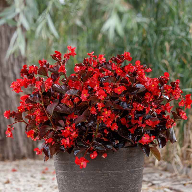 A vibrant begonia viking red on chocolate flower with lush green foliage, in a garden setting