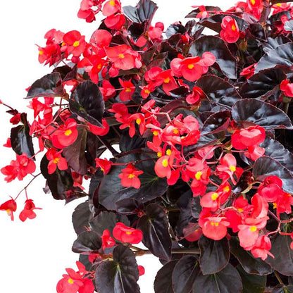A vibrant begonia viking red on chocolate flower with dark leaves, set against a white background