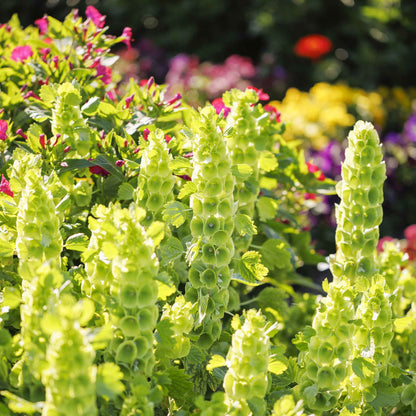 Close-up of a vibrant green bells of ireland flower with a blurred background.