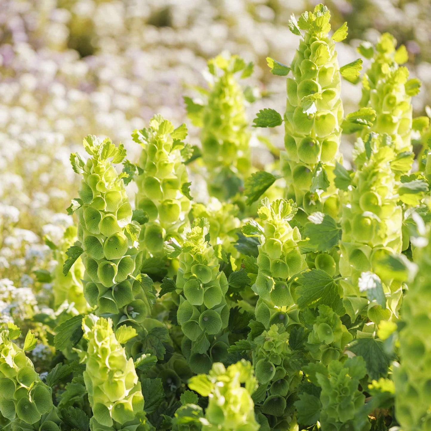 A close-up of a vibrant green bells of Ireland stem, showcasing its unique, bell-shaped calyces.