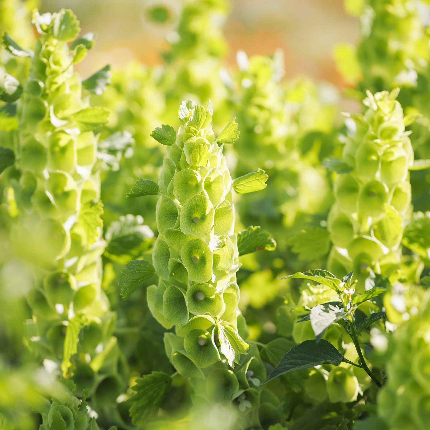 Close-up of a vibrant green bells of ireland flower with a blurred background.