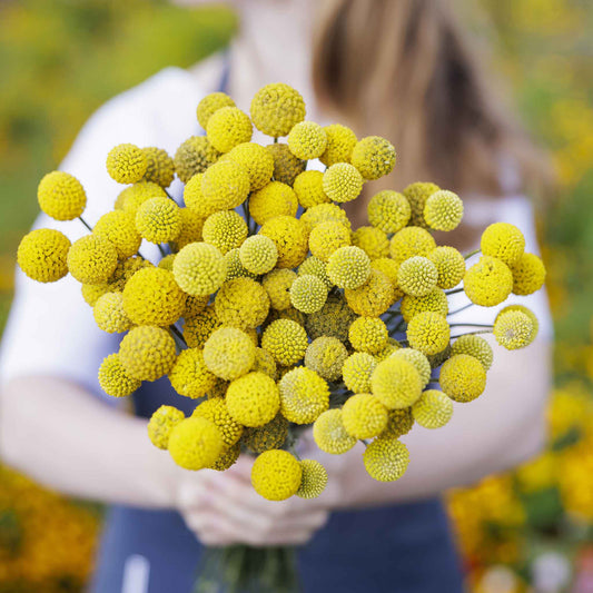 A close-up shot of several vibrant yellow billy button flowers held in a womans arms.