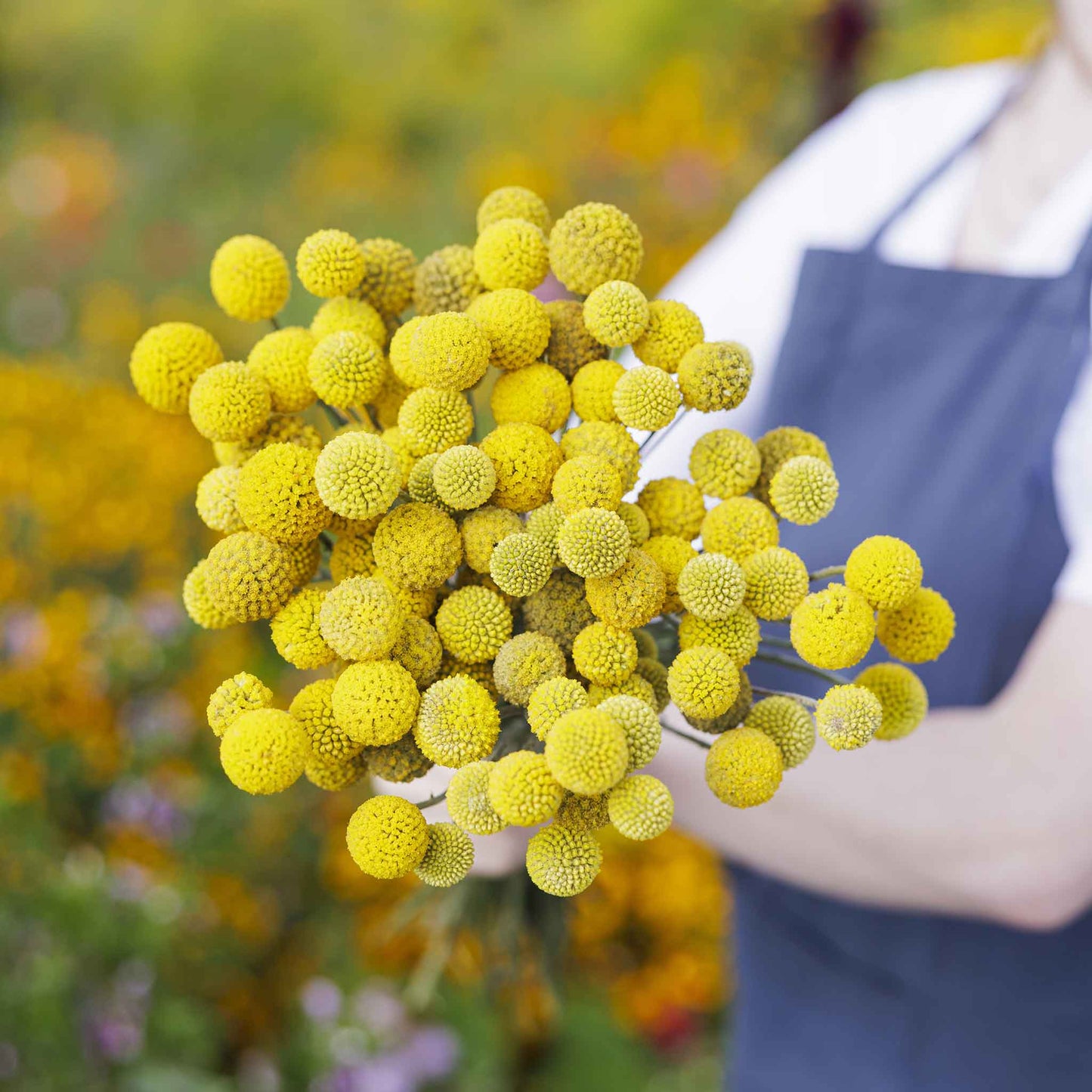 A close-up shot of several vibrant yellow billy button flowers held in a womans arms.