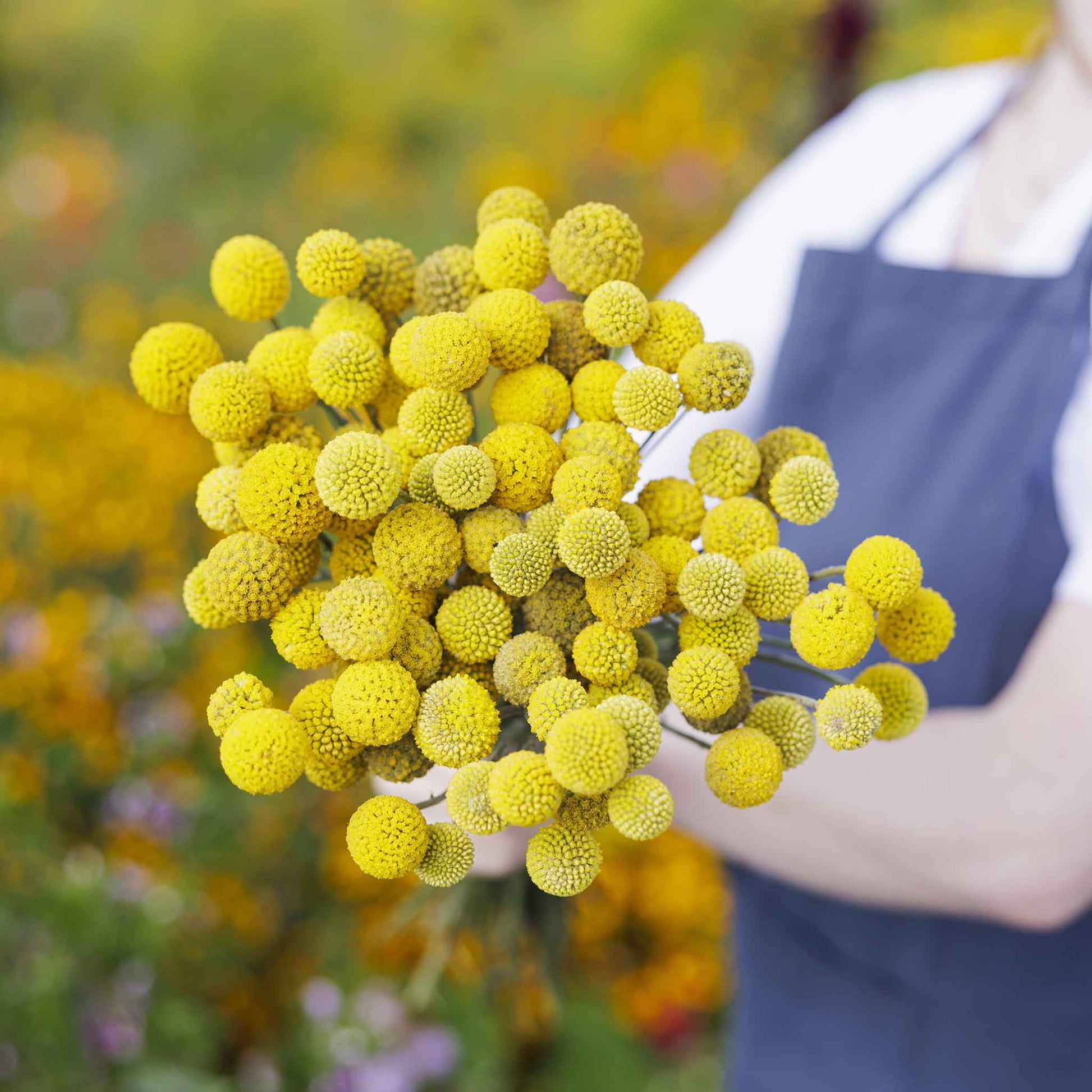A close-up shot of several vibrant yellow billy button flowers held in a womans arms.