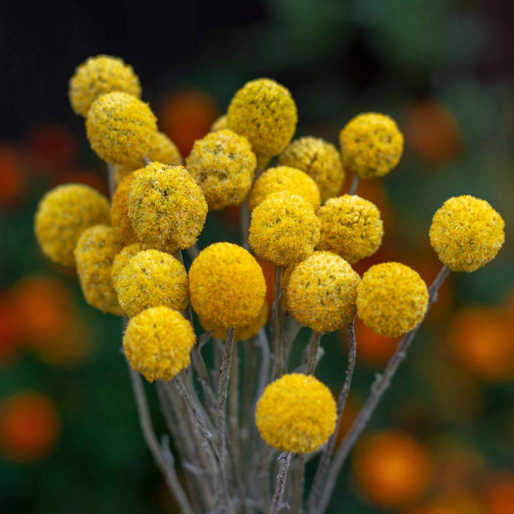 A cluster of small, spherical yellow billy button flowers on thin stems against a soft background.