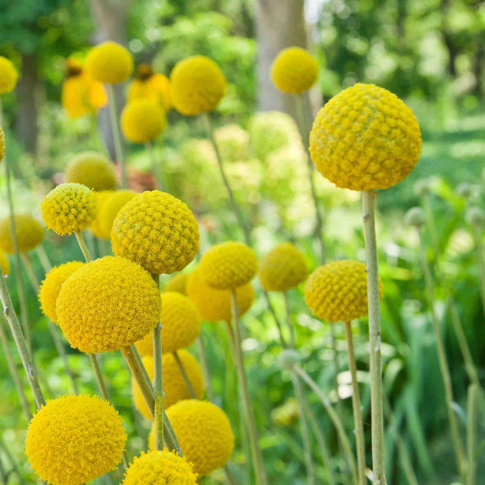 A close-up of vibrant yellow billy button flowers stands tall against a blurred green background.