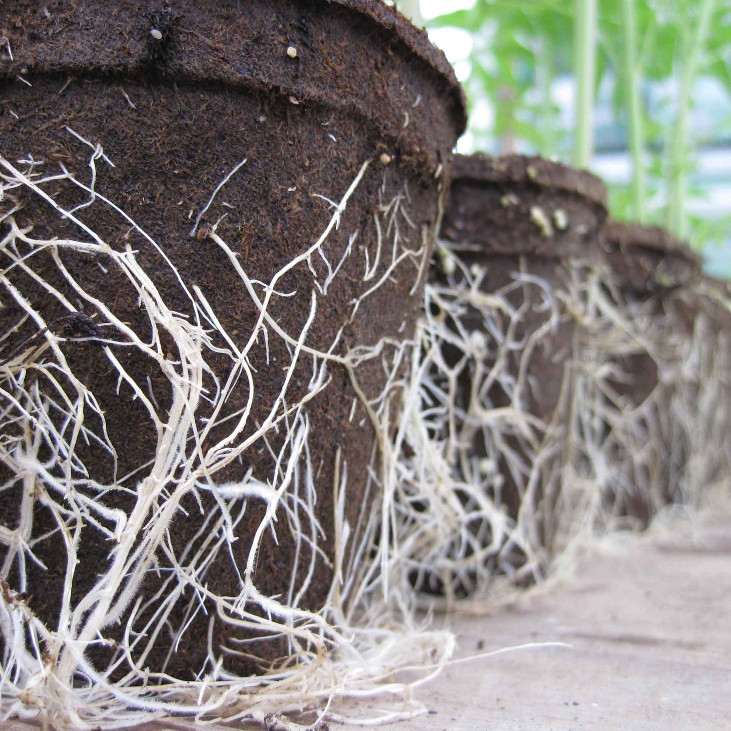 Biodegradable Seed Starting Pots