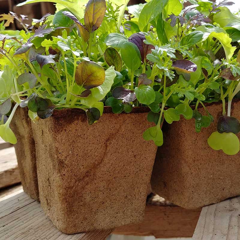 Biodegradable Seed Starting Trays