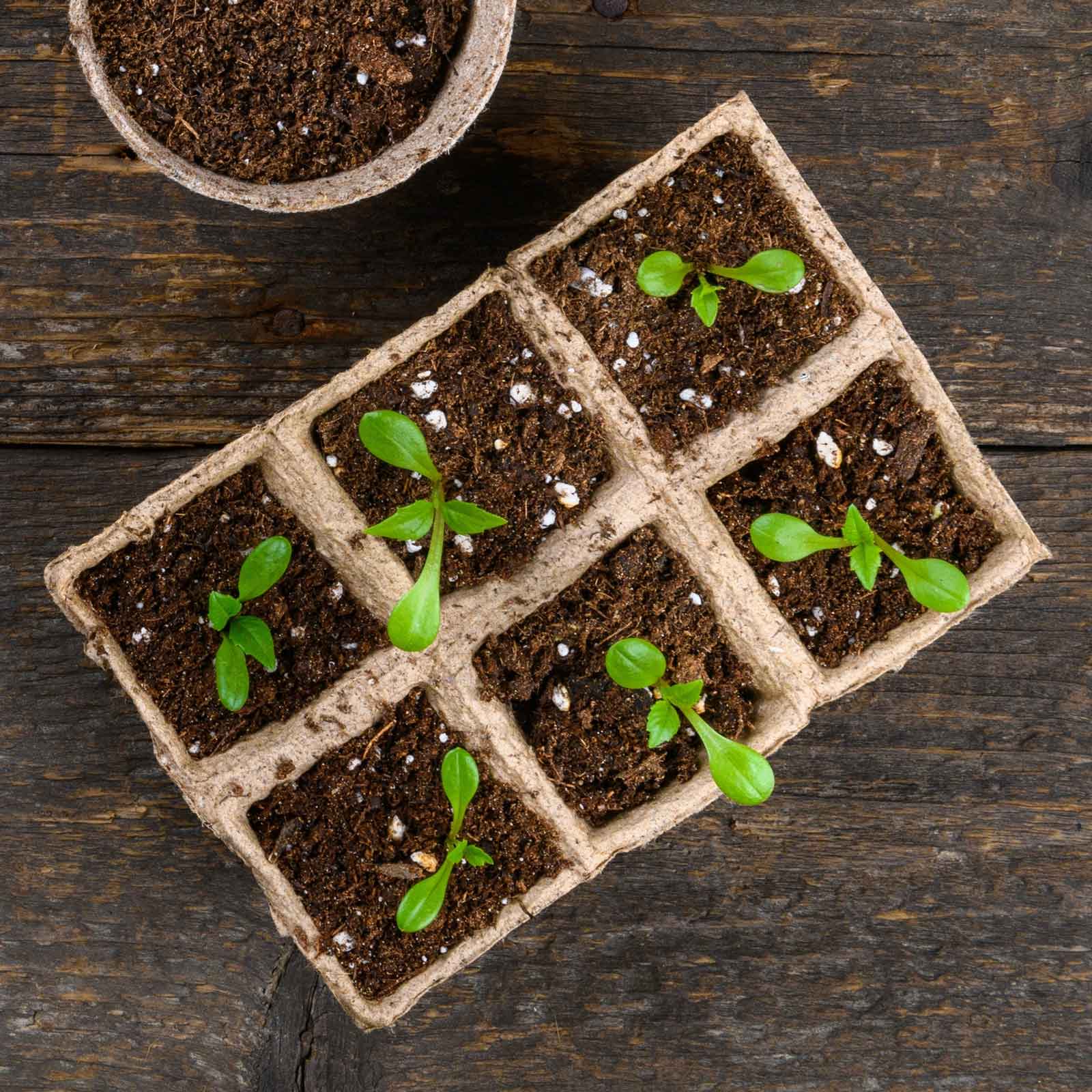 Biodegradable Seed Starting Trays