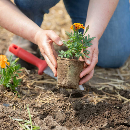 Biodegradable Seed Starting Pots