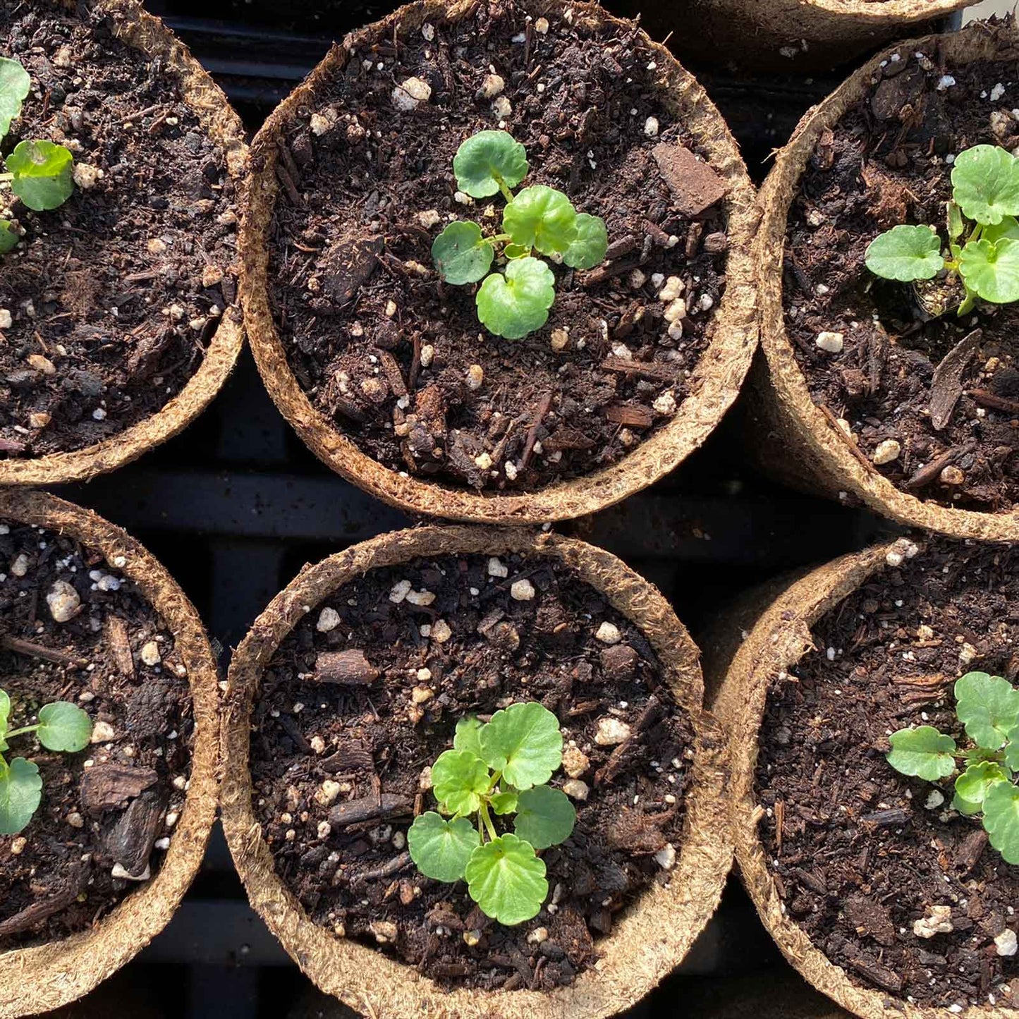 Biodegradable Seed Starting Pots