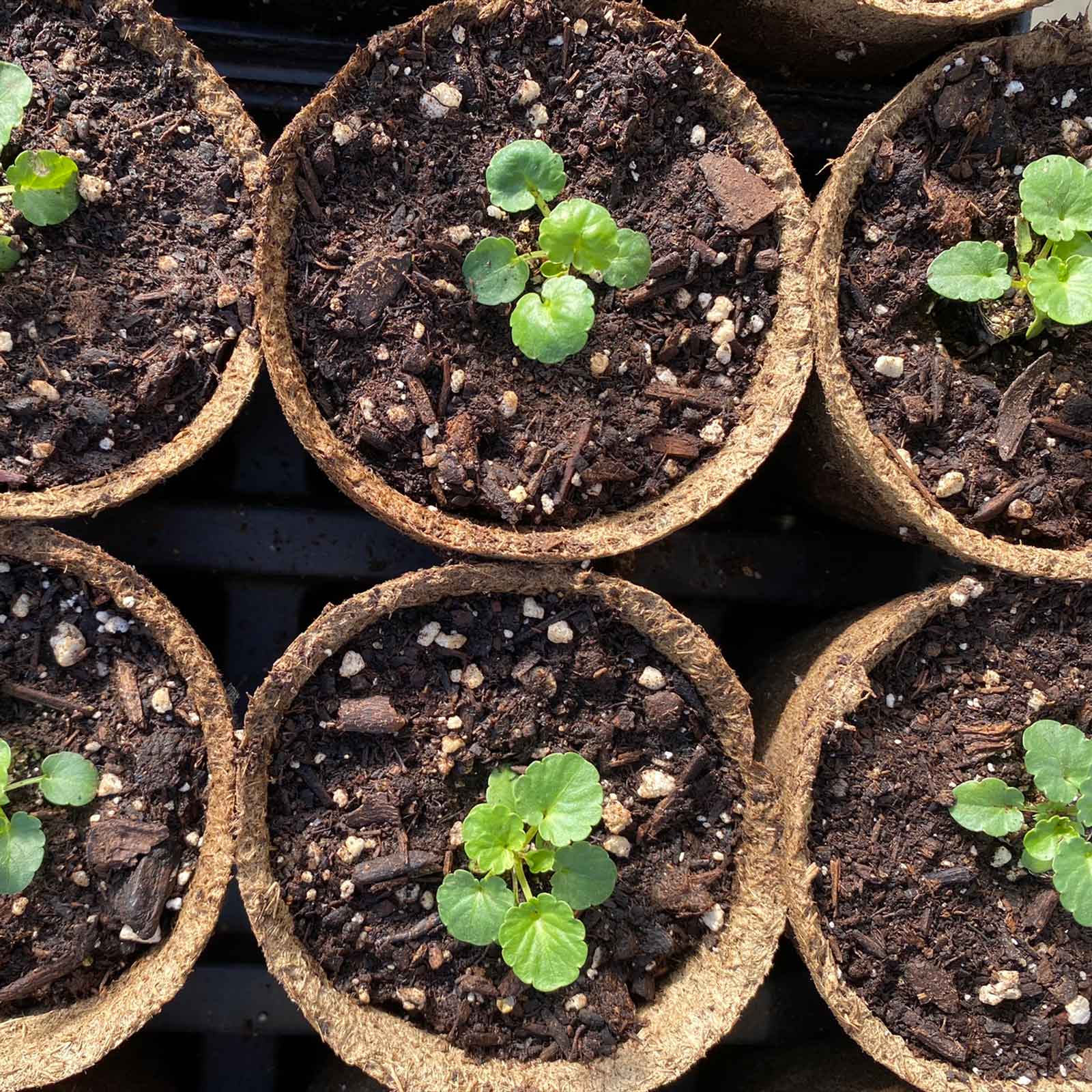 Biodegradable Seed Starting Pots