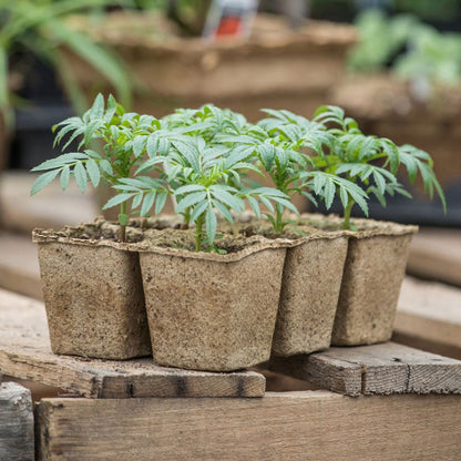 Biodegradable Seed Starting Trays