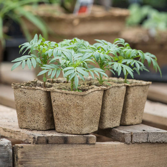 Biodegradable Seed Starting Trays