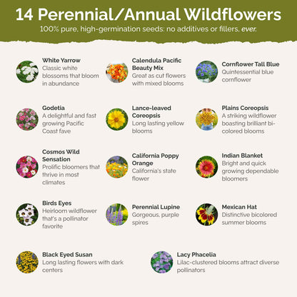 List of flower species and seeds included in the Wildflower Seed Mix.