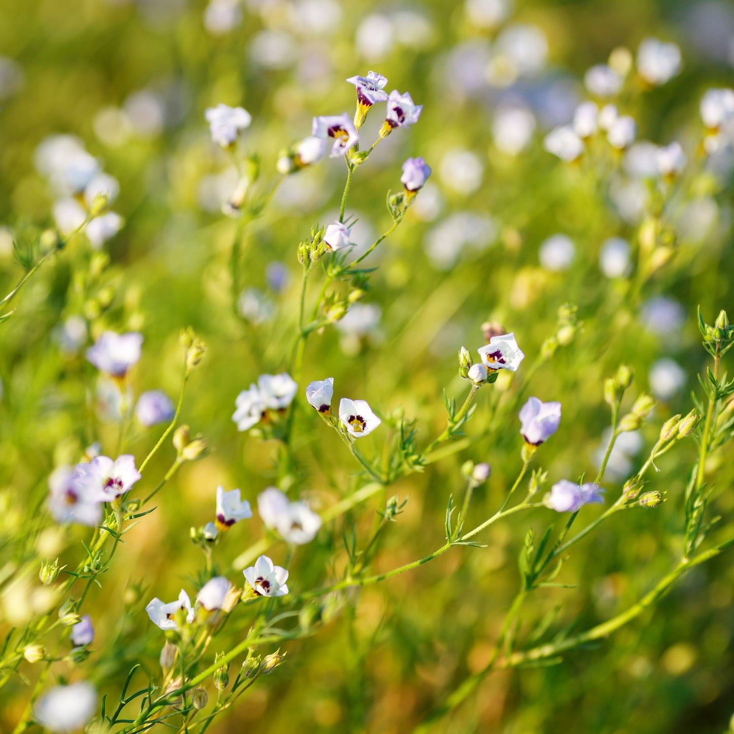 Small white birds eyes flowers covering a bright green field setting.