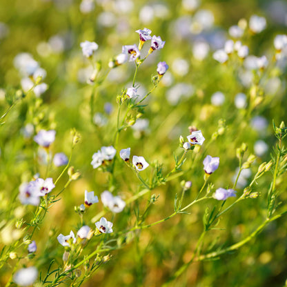 Small white birds eyes flowers covering a bright green field setting.