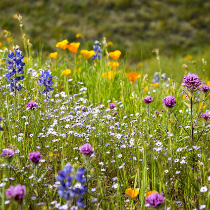 White and purple birds eyes flowers growing in a bright open field setting.