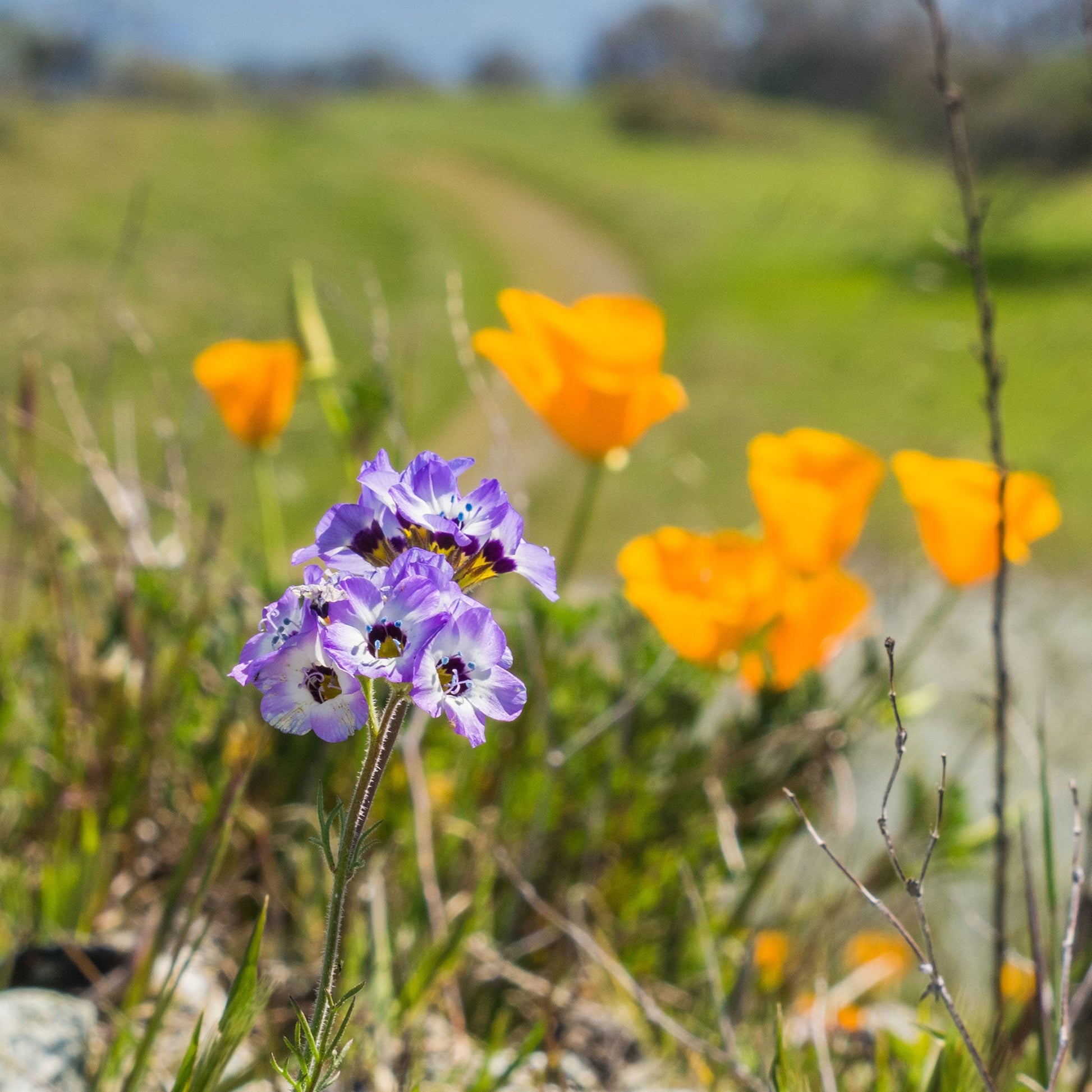 Blue birds eyes flowers growing with orange flowers in a bright sunny field.