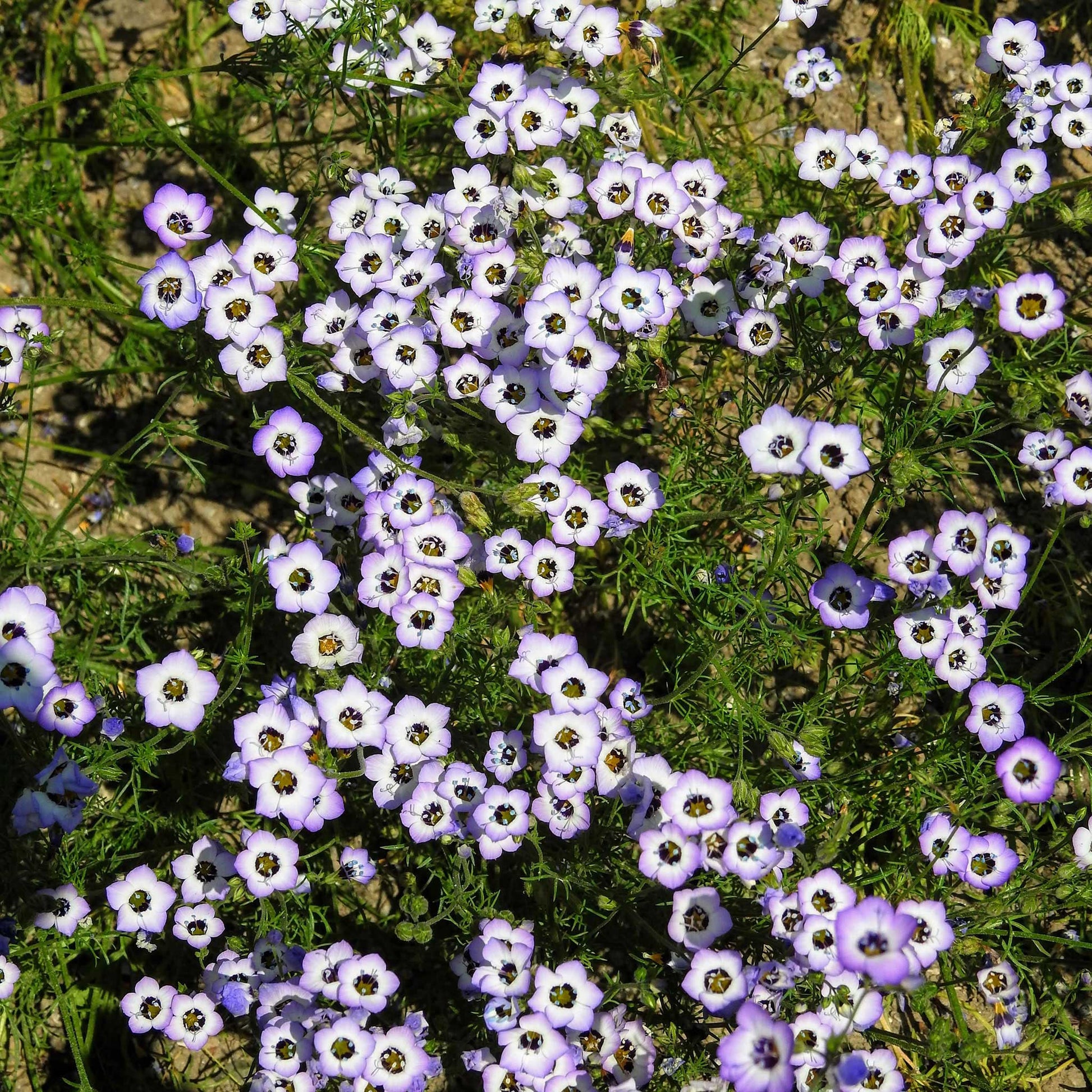 White birds eyes flowers spreading across a rocky blurred garden setting.